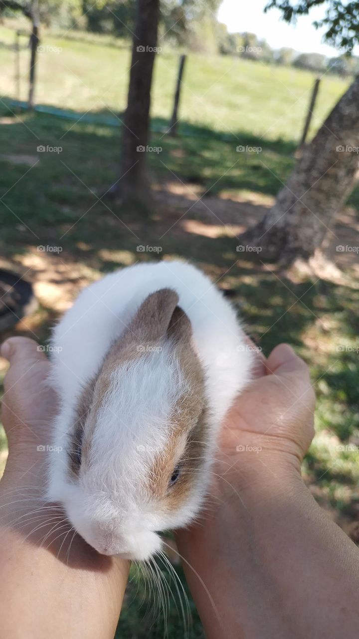 conejito adorable y tierno rabbit so cute