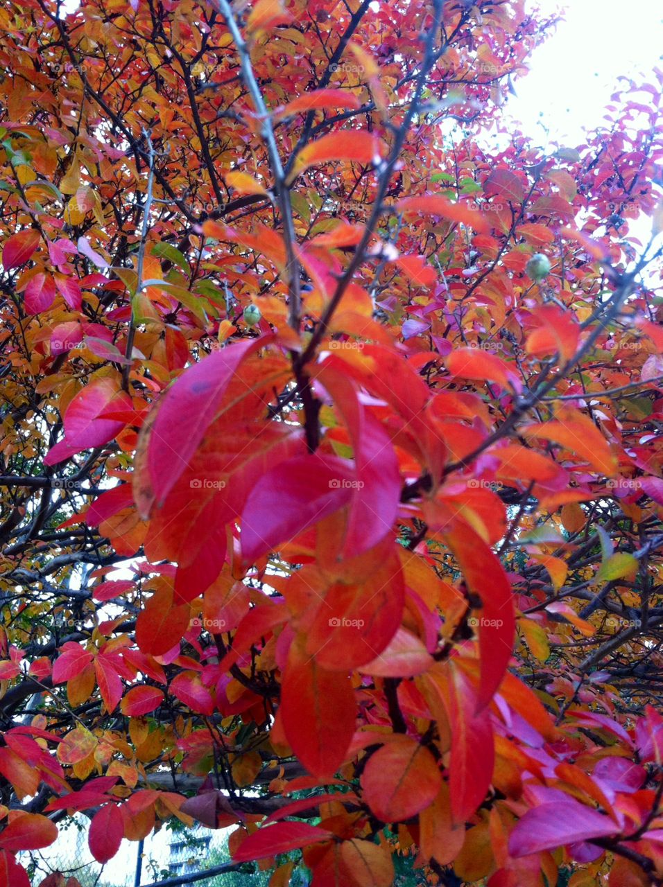 Leaf, Nature, Fall, Bright, Tree