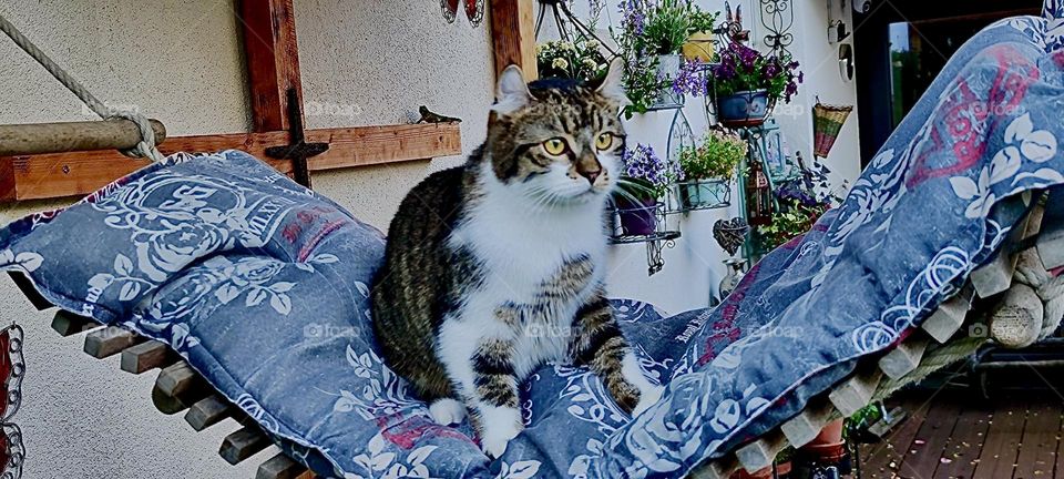 „Roukey“, the tomcat has found a comfy spot on this cat sized hammock on the terrace of the beautiful house in rural „Bavaria“, Germany that we have visited before. It might not hold a human but it’s just right for him. 2023. Hypnotic Productions