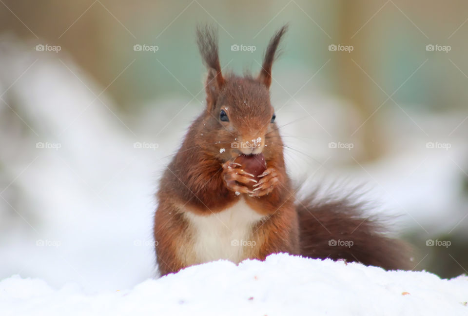 Squirrel eating nut in snow