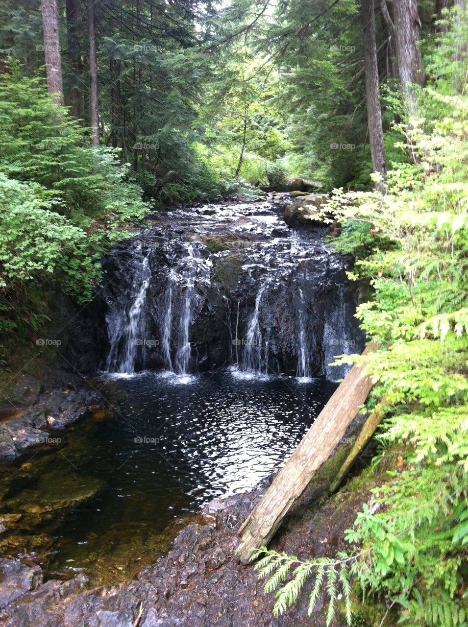 Rolly Lake trail view