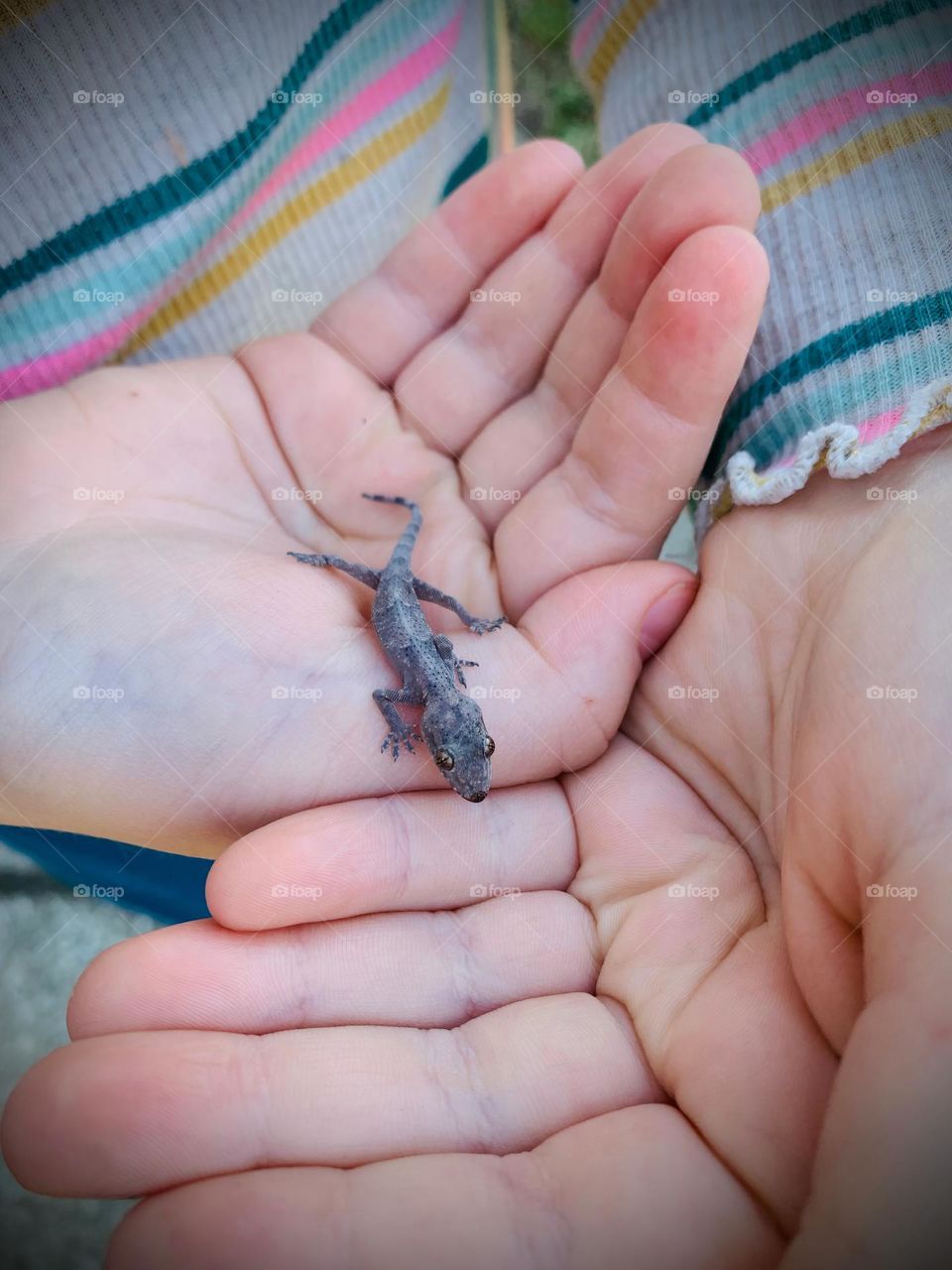 Friendly And Cute Lizard Being Taken Care Of By Yound Daughter Walking In Her Hands.