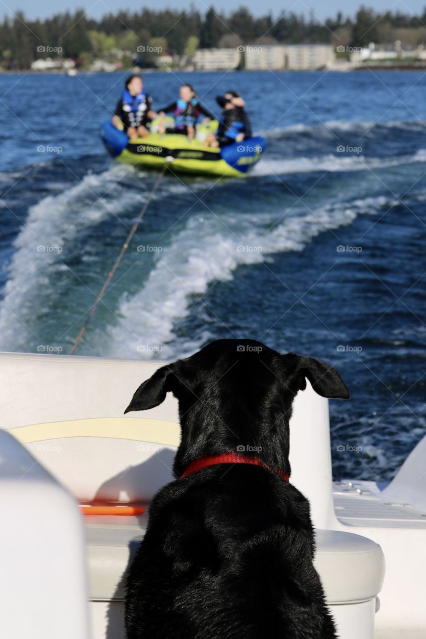 A loyal pet watches three kids enjoy tubing on a clean blue lake in the summertime 