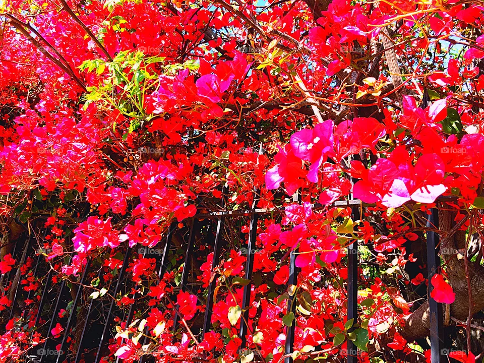 Flower tree
