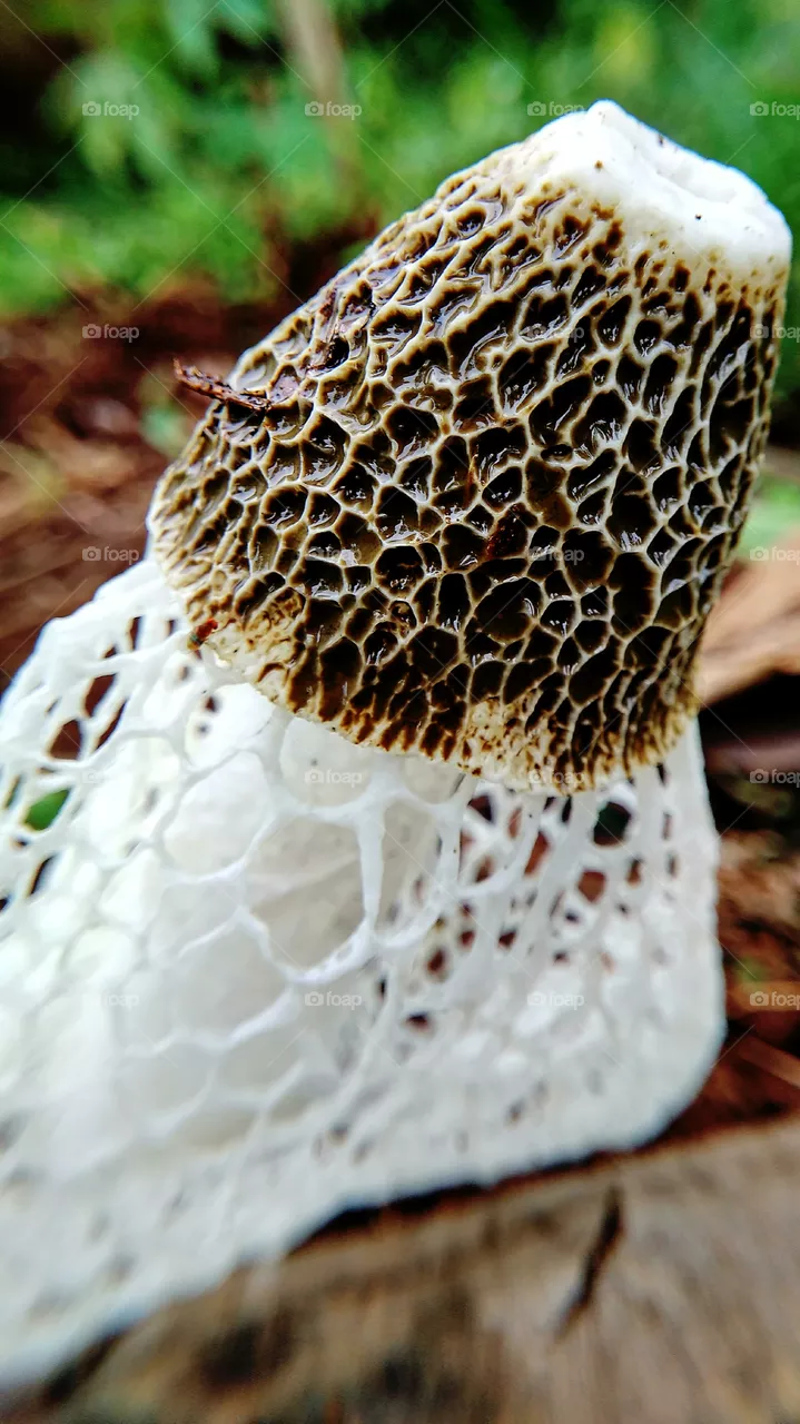 unique mushroom