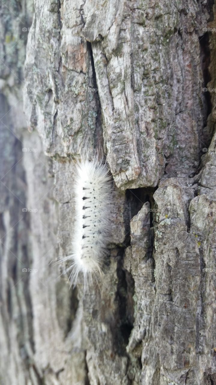 Hickory Tussock Moth Caterpillar