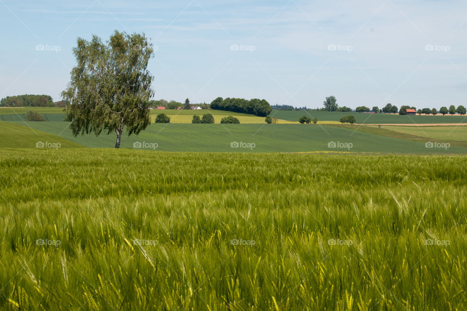 Scenic view of farm