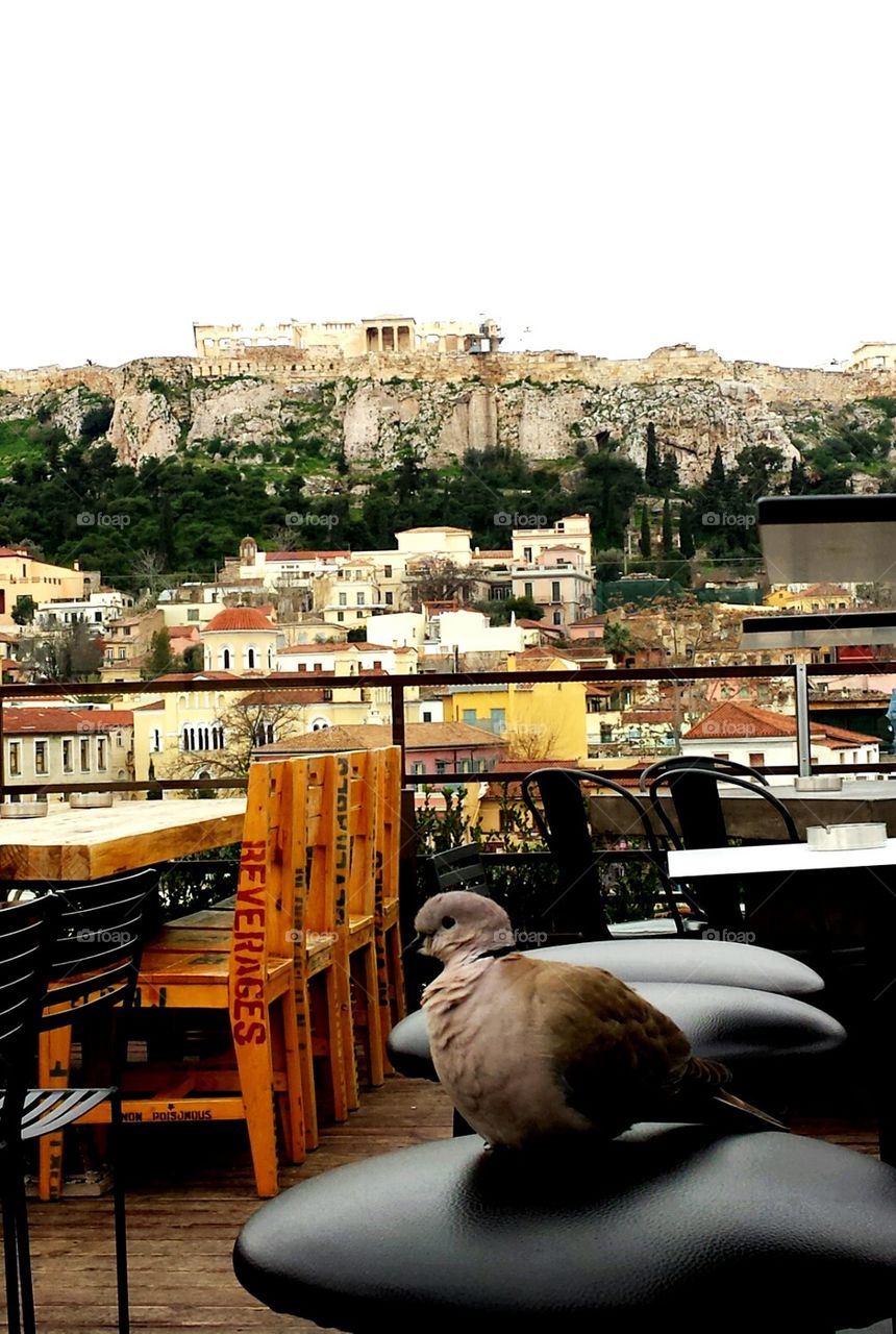 The bird and the Temple