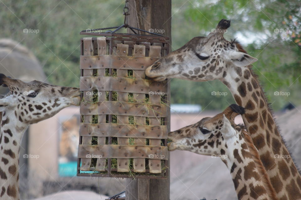 giraffes