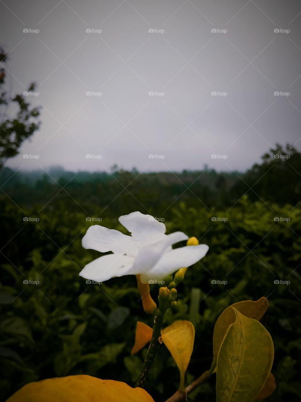 white flower