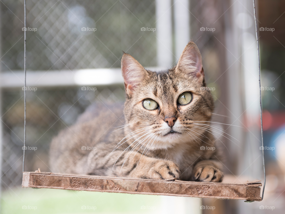 Gato tigrado deitado de frente olhando para a câmera 