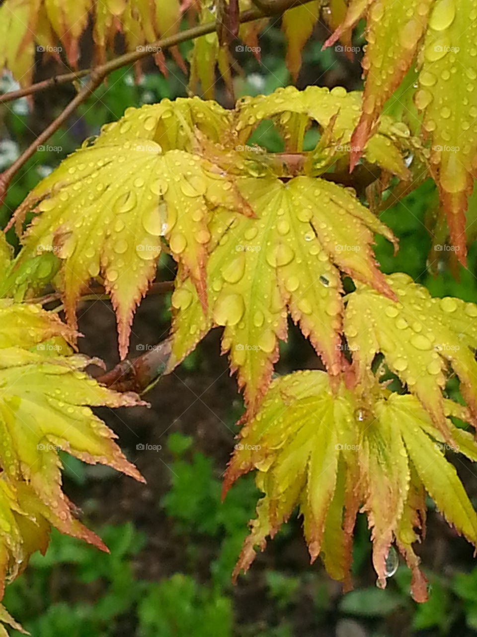 raindrops on leaves. taken at St Fagans,SouthWales,UK