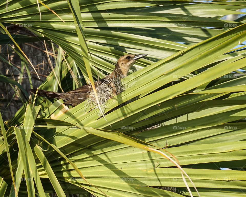 Grackle making a nest in a palm tree