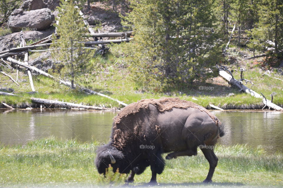 American Bison in Yellowstone national park