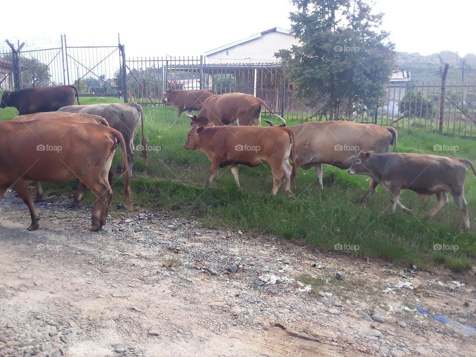 Evening home returning.