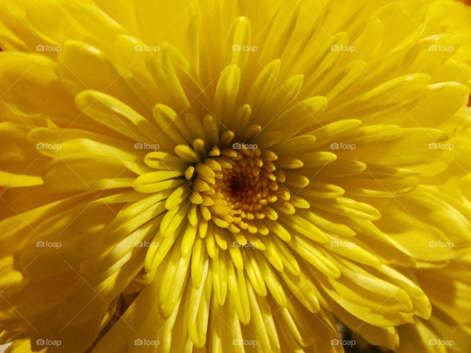 Up close yellow daisy mum