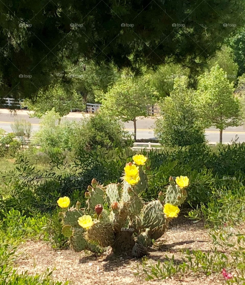 Blooming cactus 