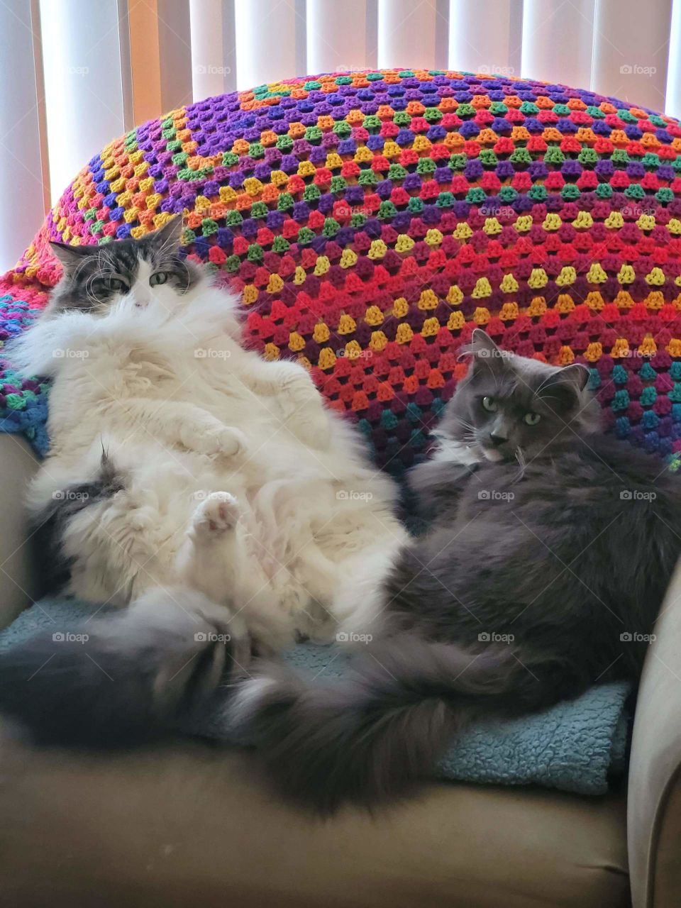 2 fluffy cats on chair