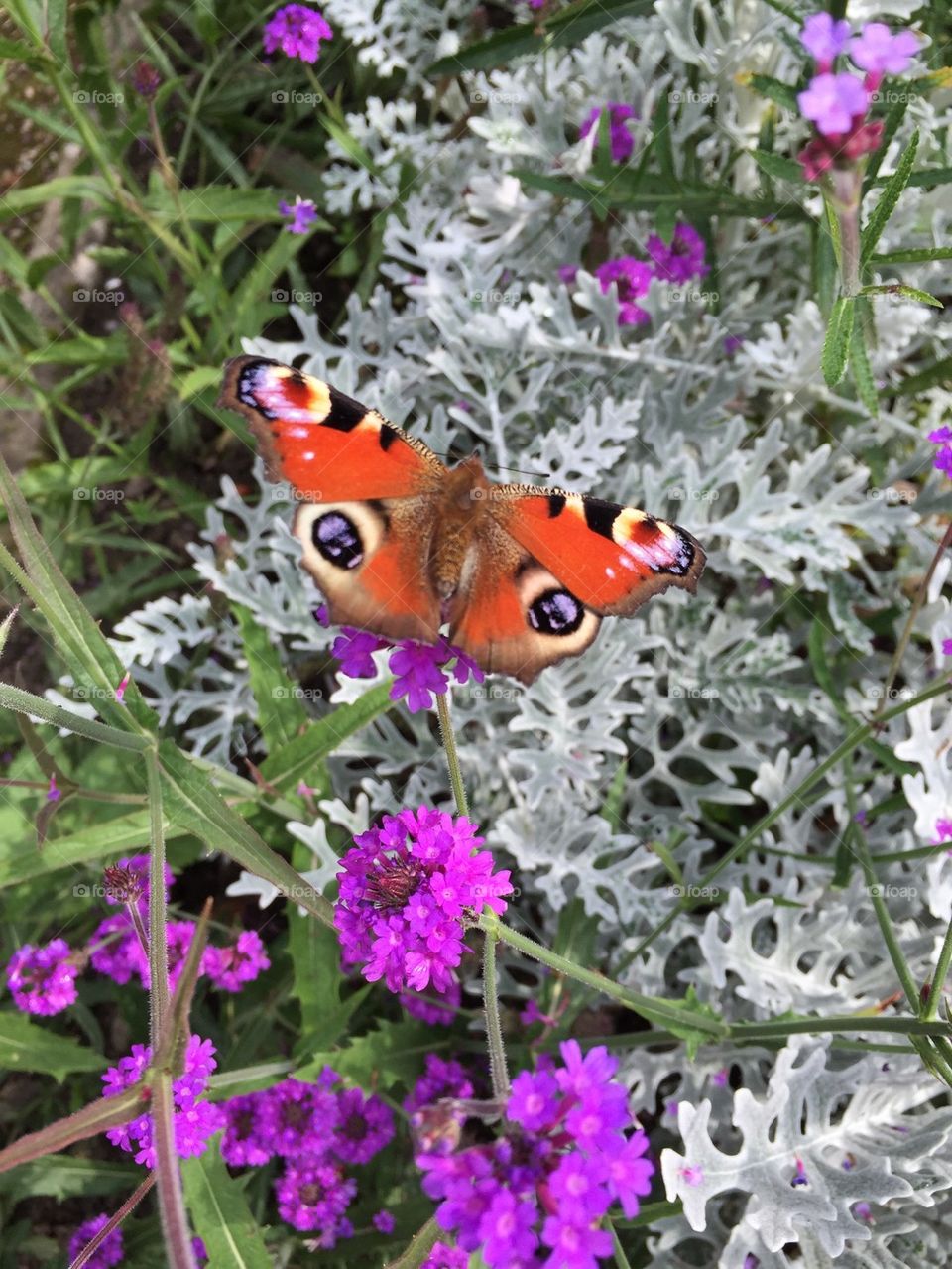 Peacock butterfly on violet  flower