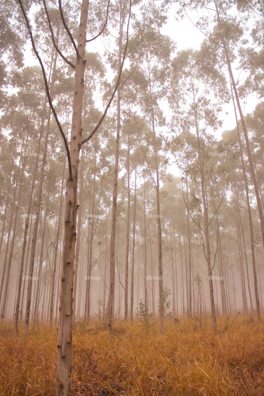 trees on a misty morning