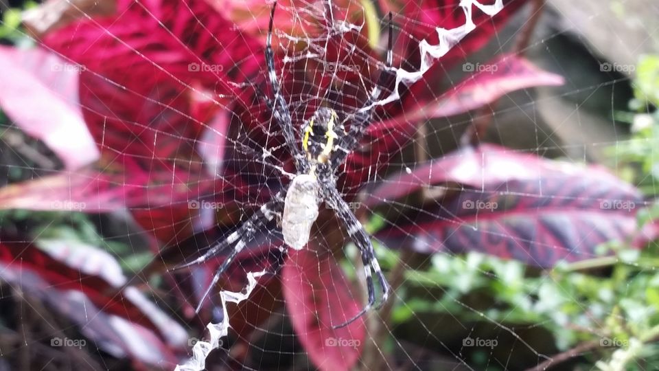 Spider on  the web