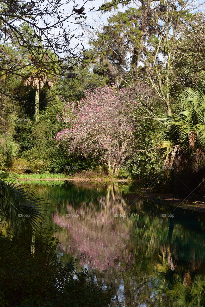 Picture Perfect Pond