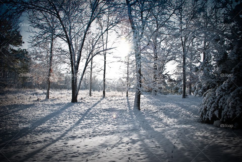 Icy Morning in Tennessee