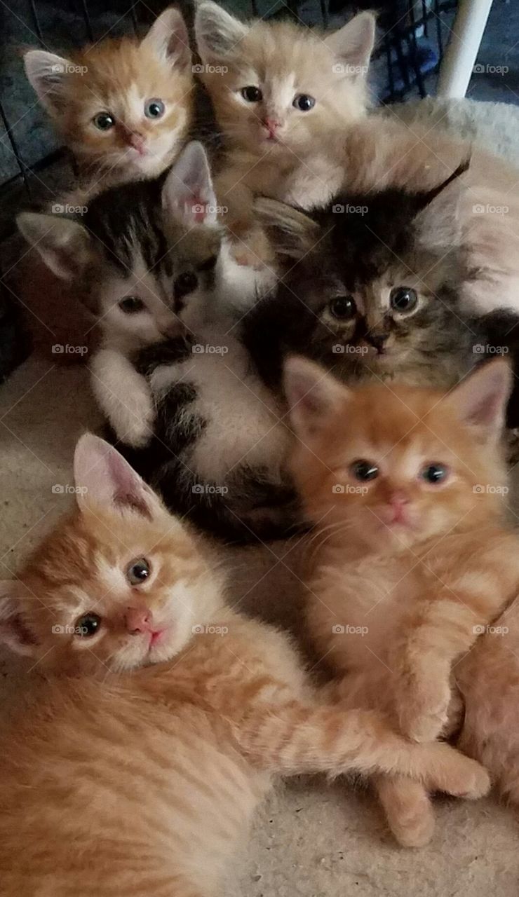 Cutest Pets In The World