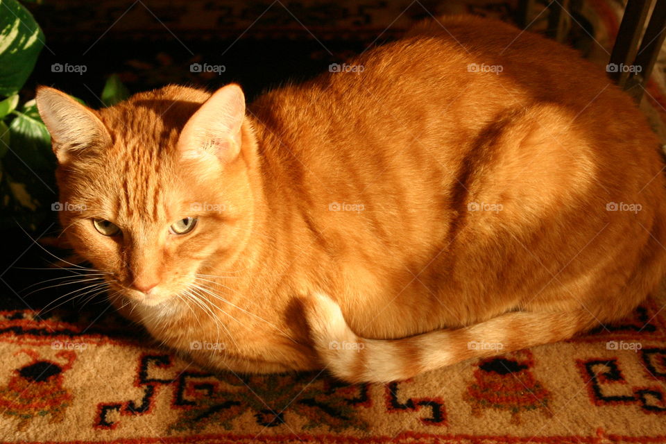 Fiery orange tabby sunbathing in golden sunset glow