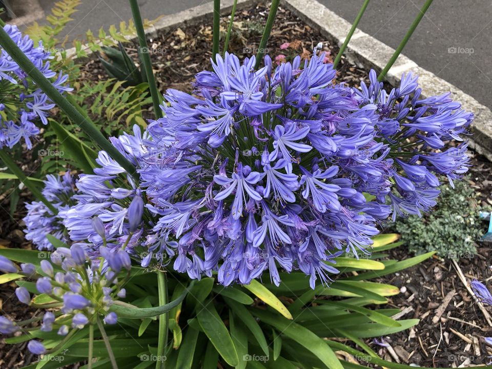 These large purple blooms always remind me of bluebells. Such a vibrant purple bloom is heartening and easy to love.