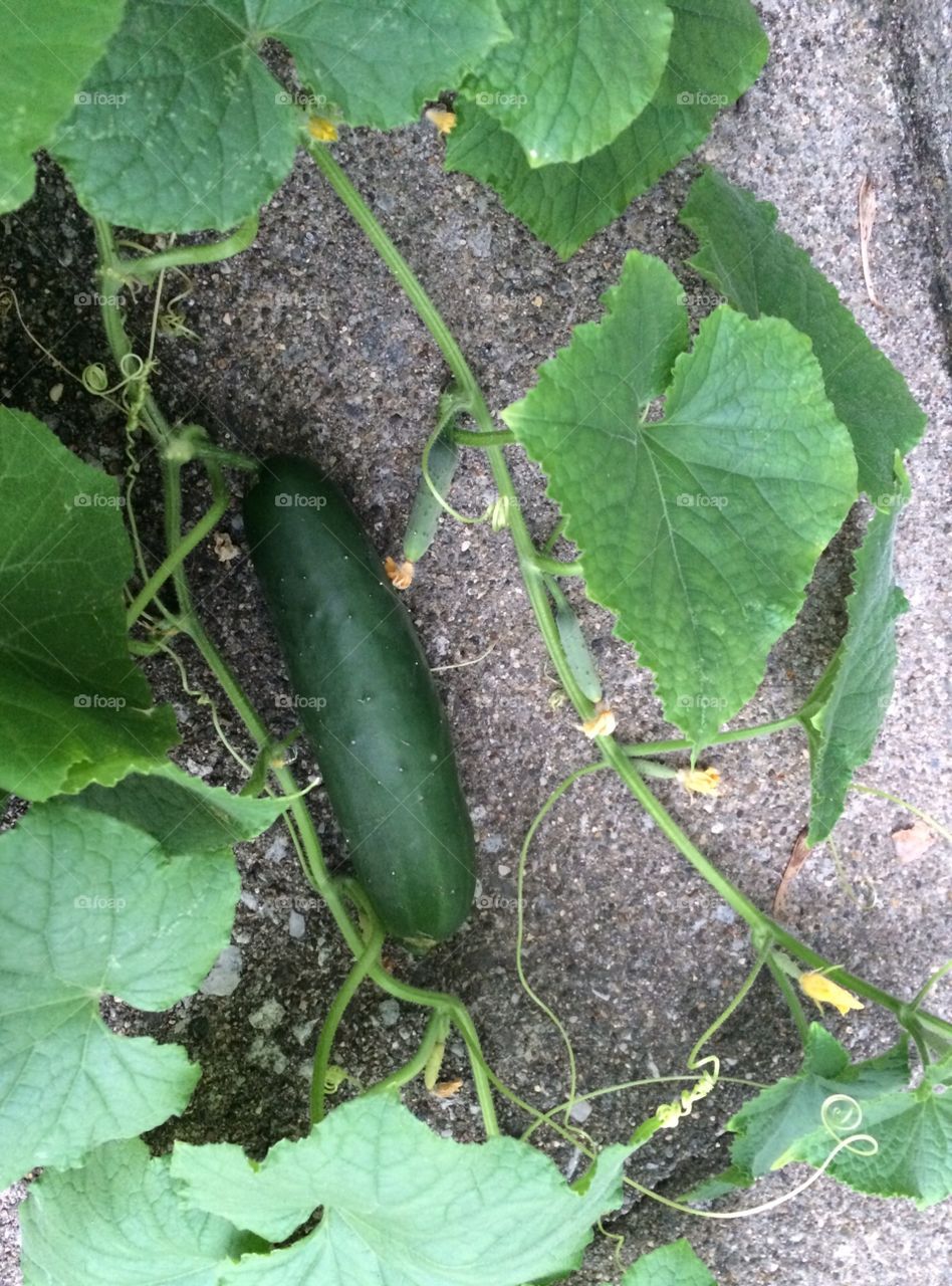 Cucumber plant