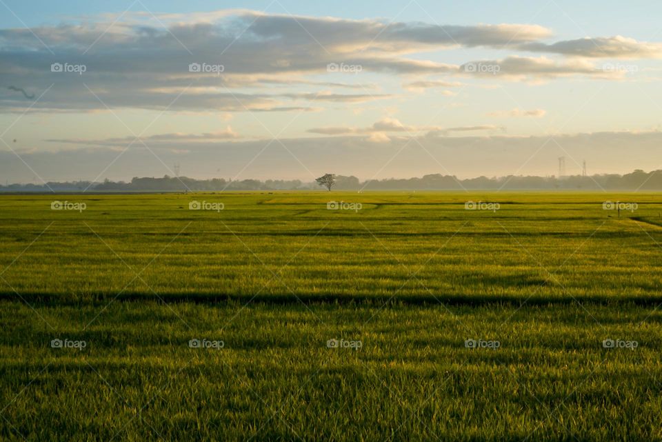 A beautiful Sunny day at the RiceFields.
