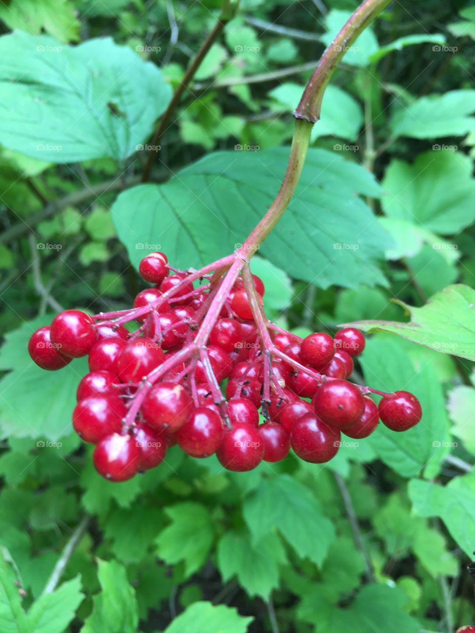 Beautiful red berries found in the English countryside indicating that Autumn will soon be upon us. 