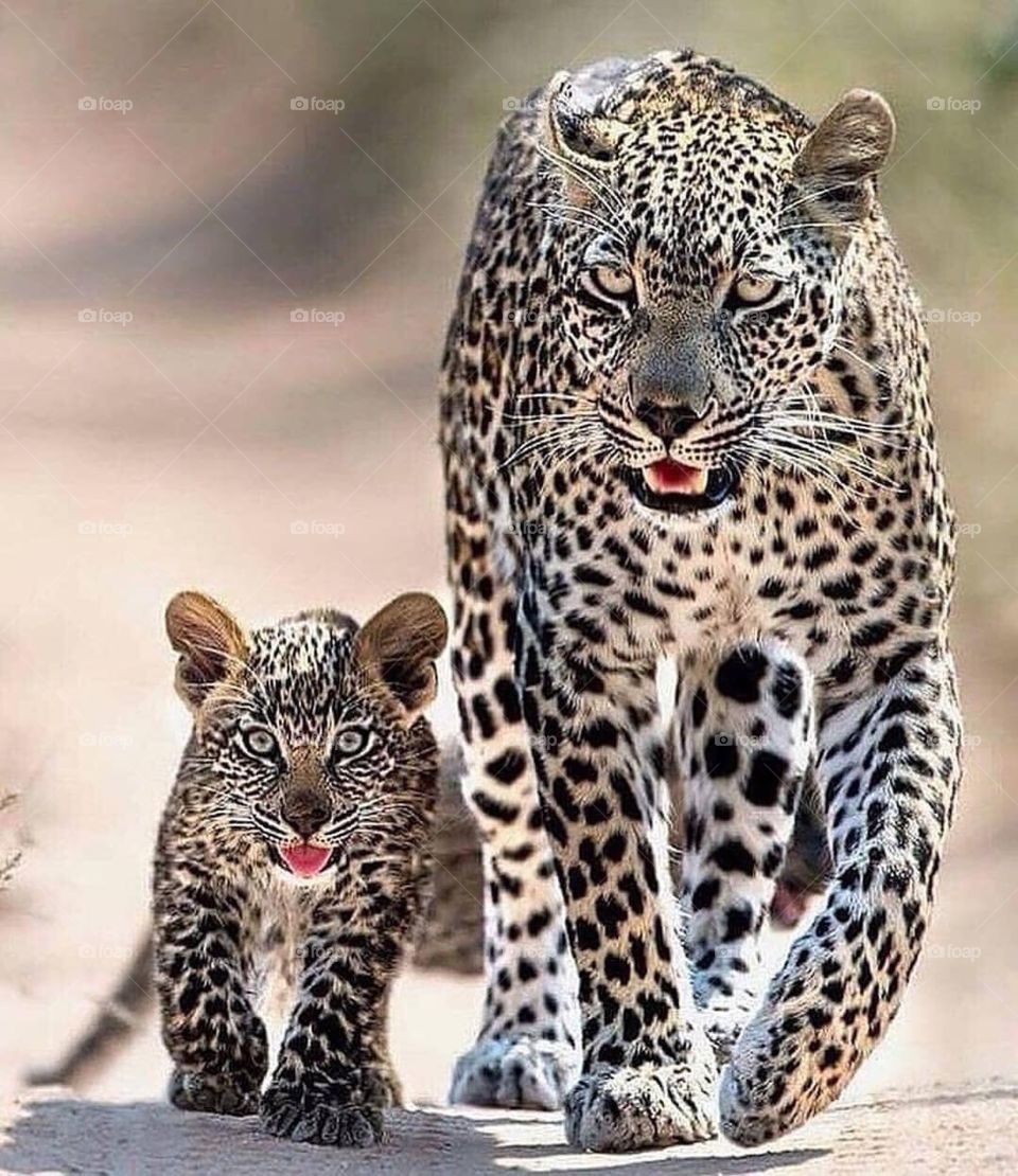 A female leopard with her cub