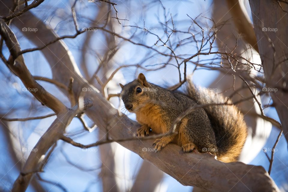 Squirrel in a tree
