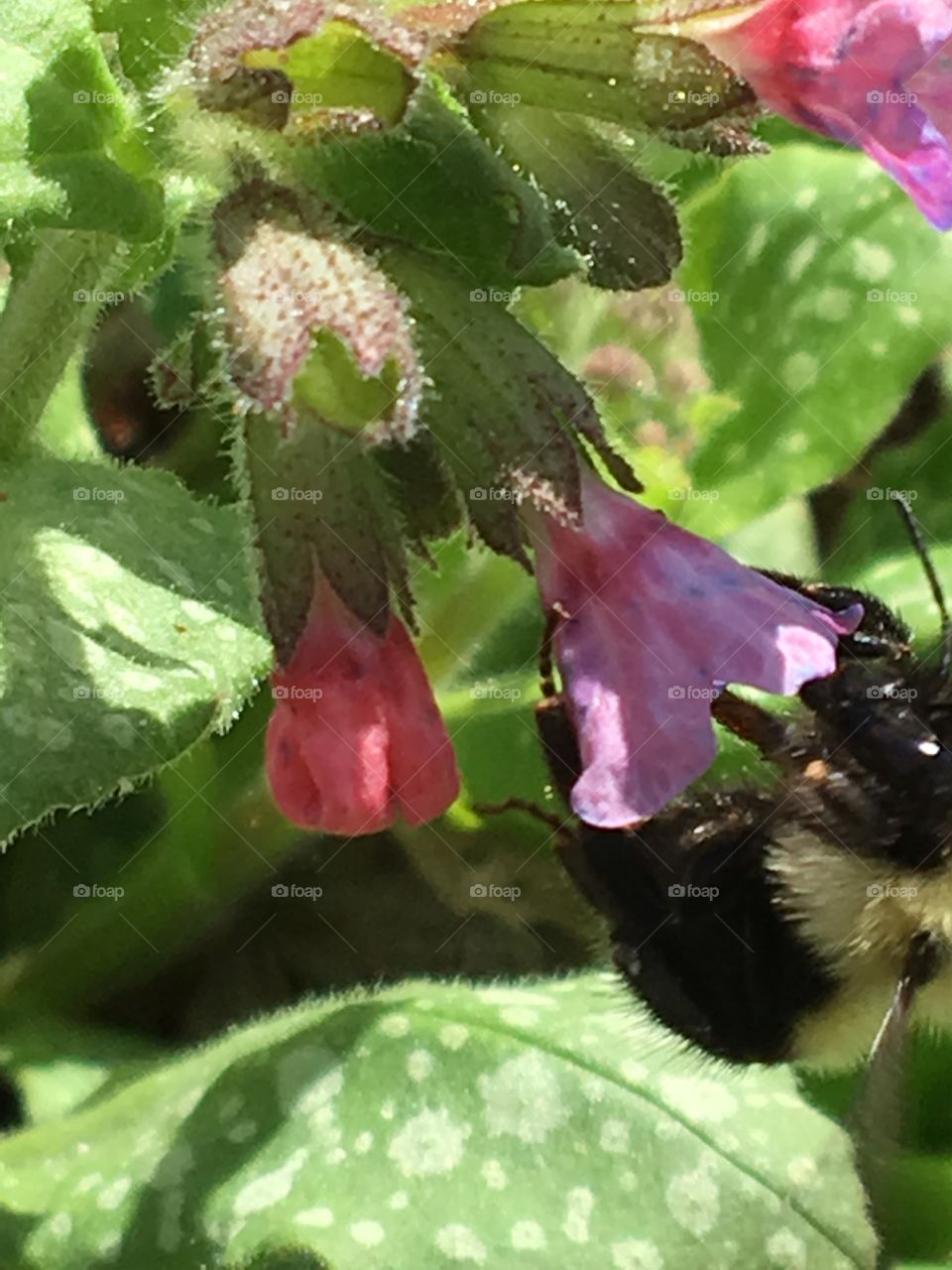 Bumble bee collecting pollen 