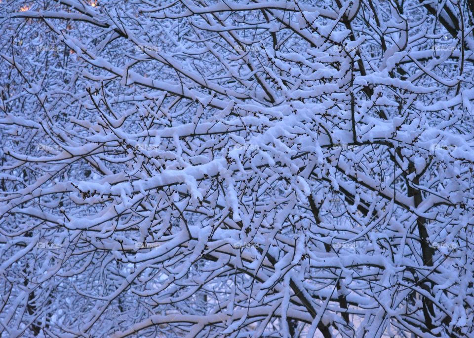 Frost, Winter, Tree, Branch, Snow