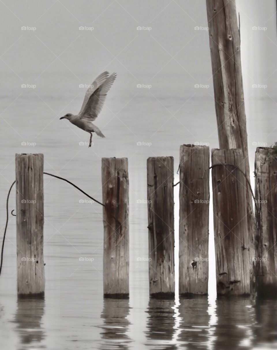 A seagull flies over old dock pilings on Commencement Bay in Washington State