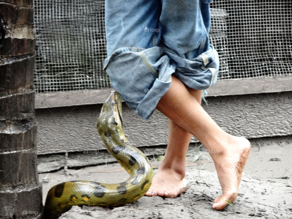 Snake with boy. Anaconda with barefoot boy crossed legs amazon rainforest peru