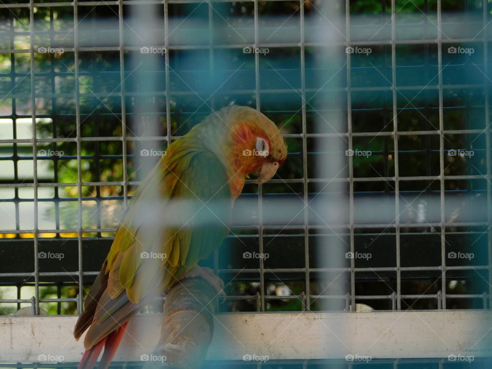 colorful bird at zoo