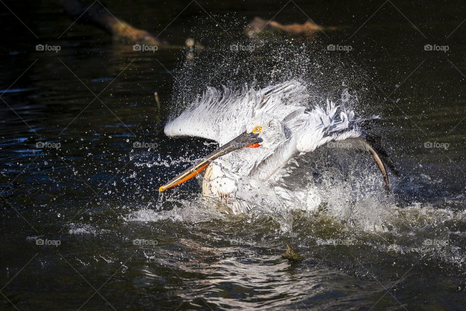 a portrait of a big pelican bird flapping its wings in the water to wash itself and its large beak.