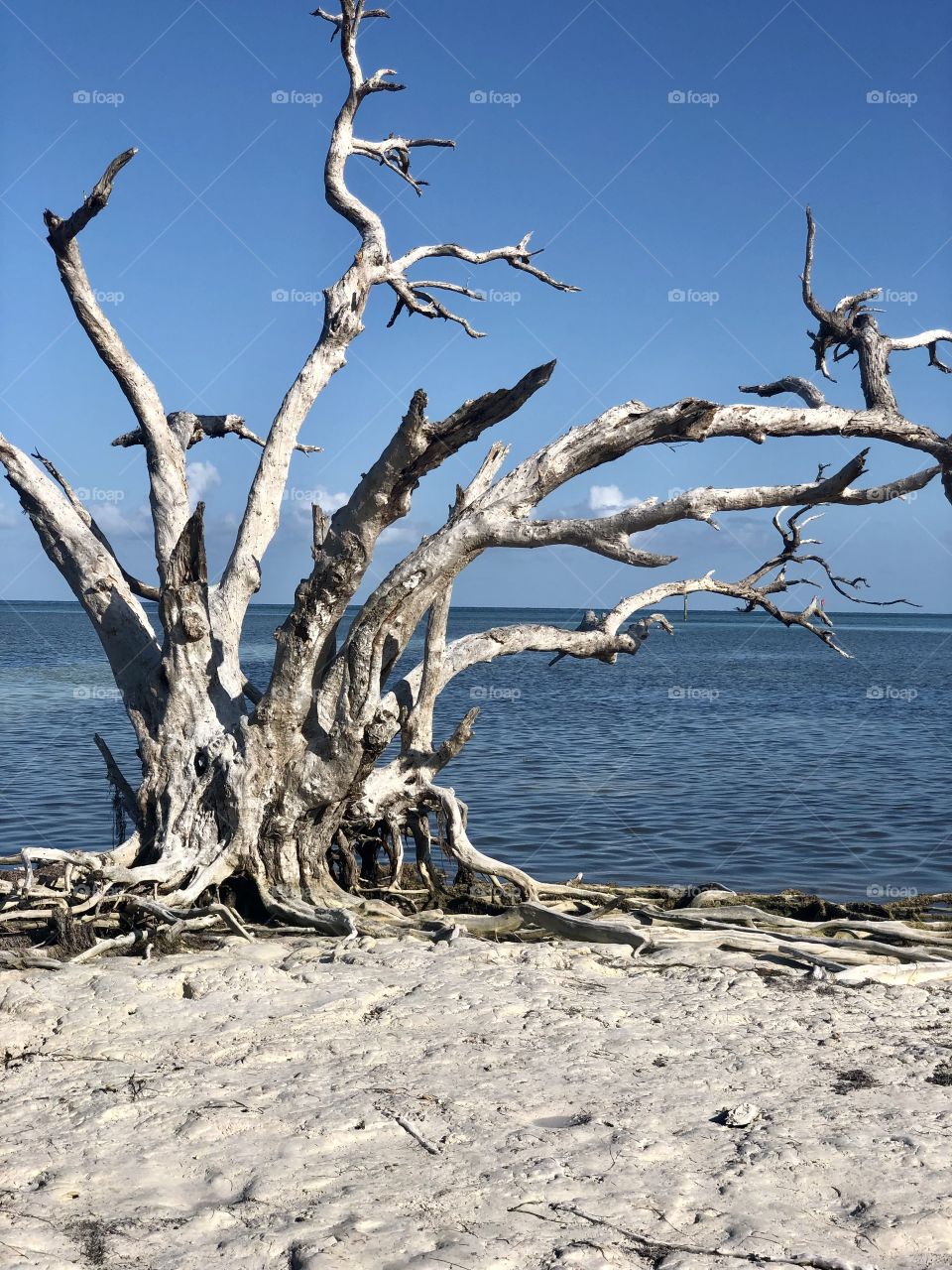 Magical Ghostly tree along beach coastline