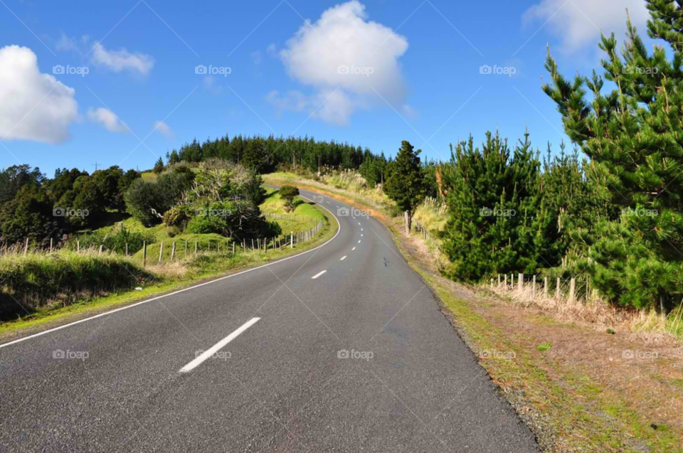 trees new zealand curve open road by micheled312