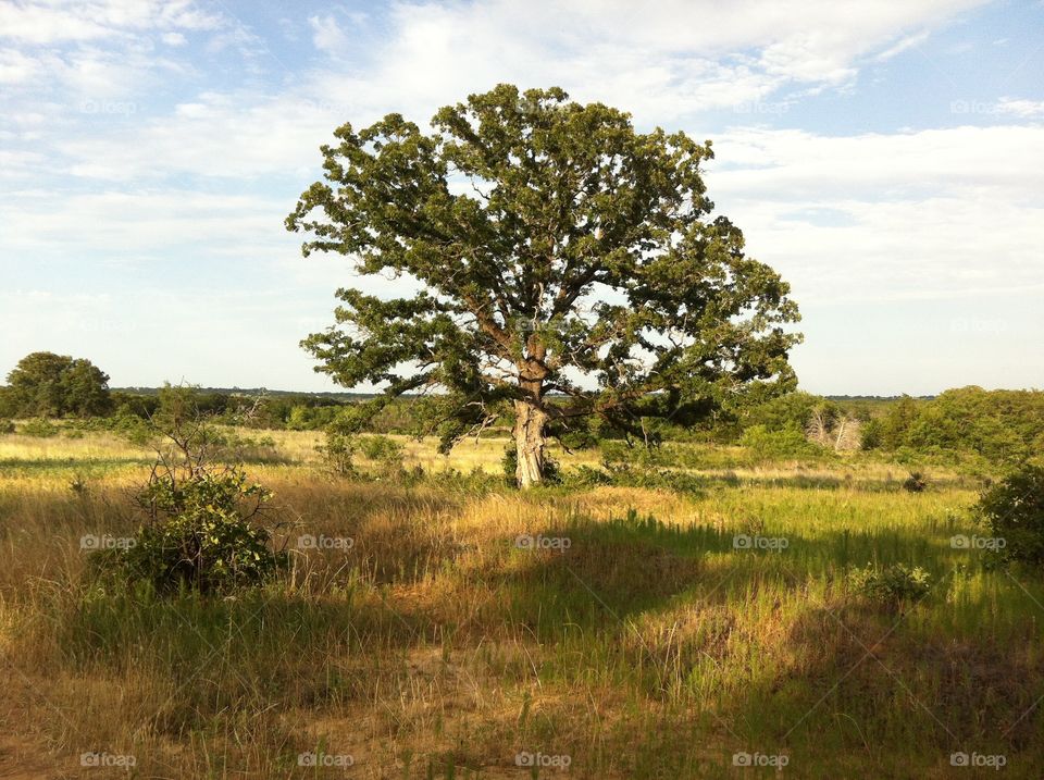 Tree in Sanger Texas. 