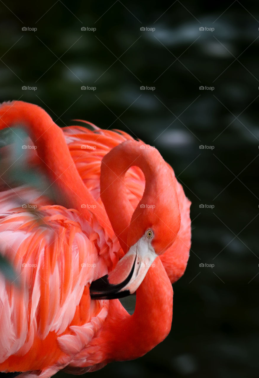 flamingo