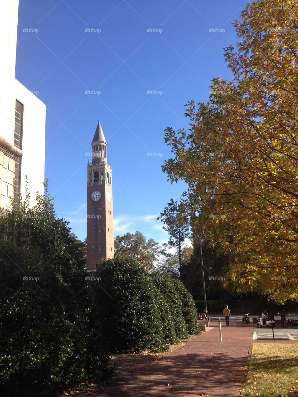 Bell tower in the Fall. UNC-CH bell tower with trees in the fall