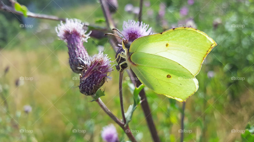 Yellow green brimstone butterfly on purple flowers 