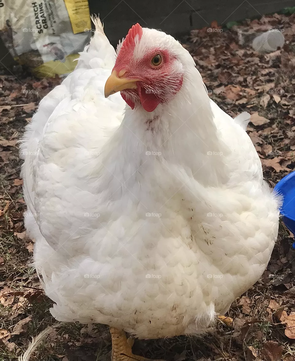 Stunning, beautiful Cornish Cross broiler hen