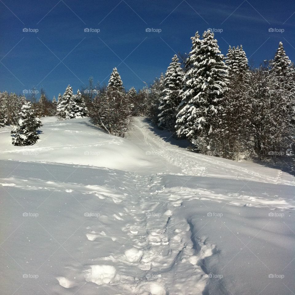 Walk in winter nature