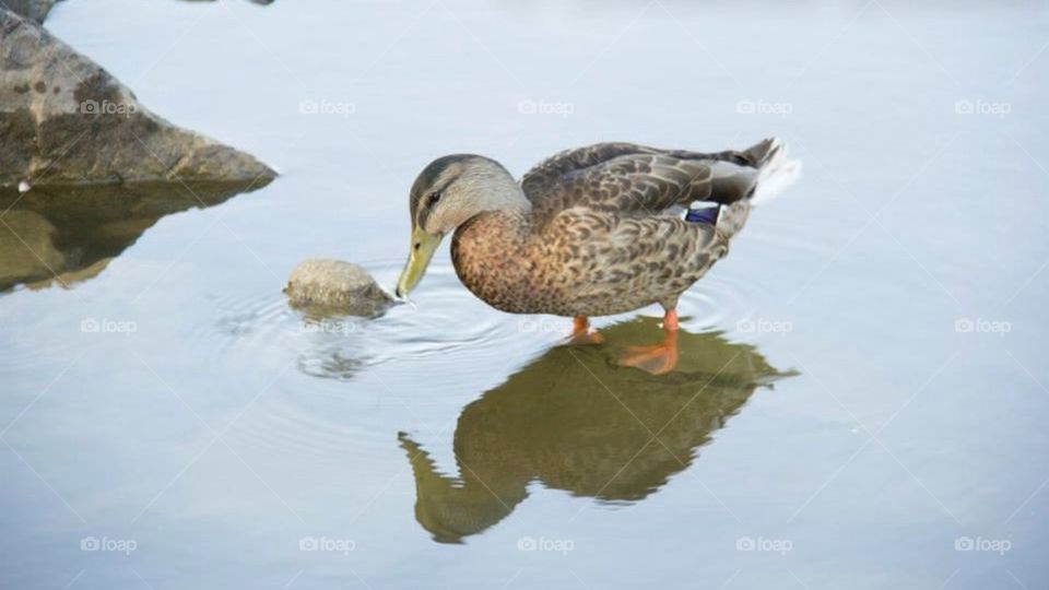 Reflecting duck
